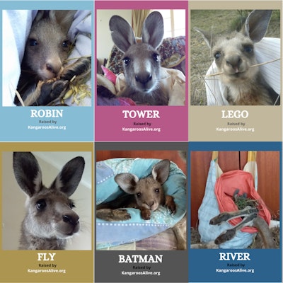 Kangaroos Alive Postcard Set